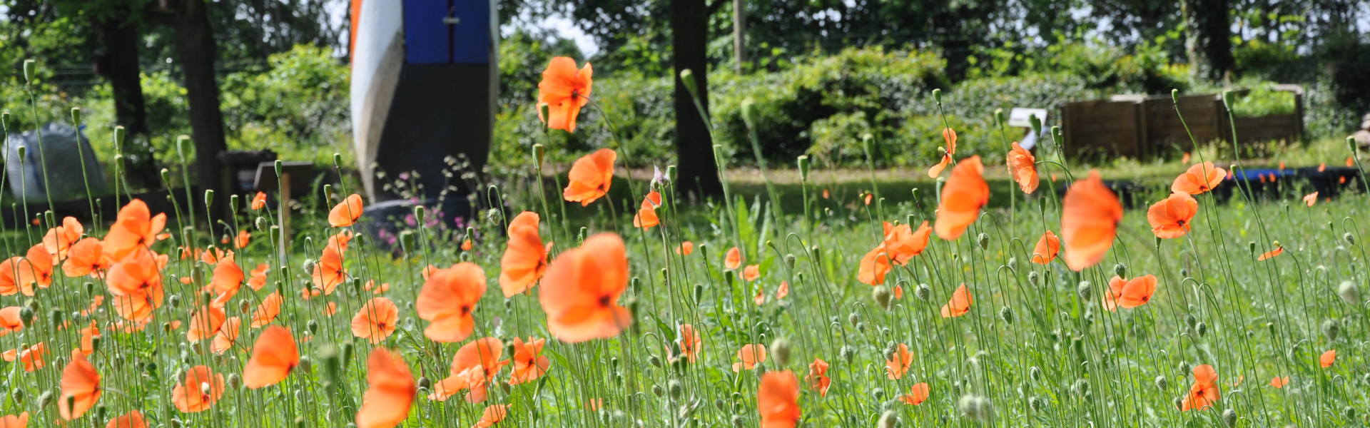 Symbolbild: viele blühende Mohnblumen