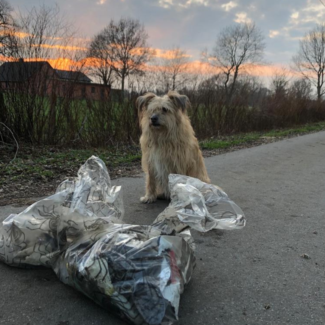 zwei volle Müllsäcke, im Hintergrund ein Hund