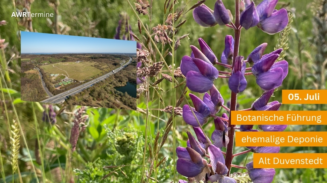 Blaue Lupine mit Luftbild von der ehemaligen Deponie